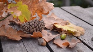 bump, acorn, foliage, autumn